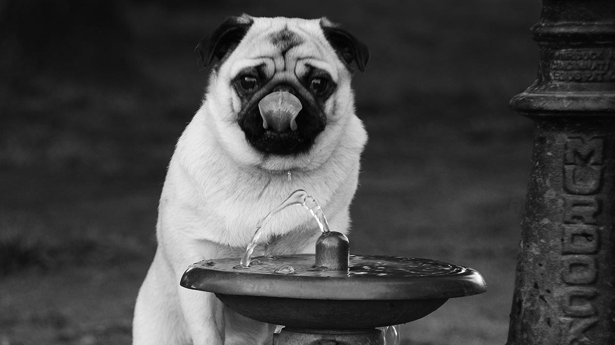 Pug Drinking from a Cast Iron Murdock Dog Park Water Fountain